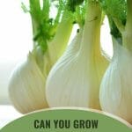 Three fennel bulbs with text: Can You Grow Fennel in a Greenhouse?