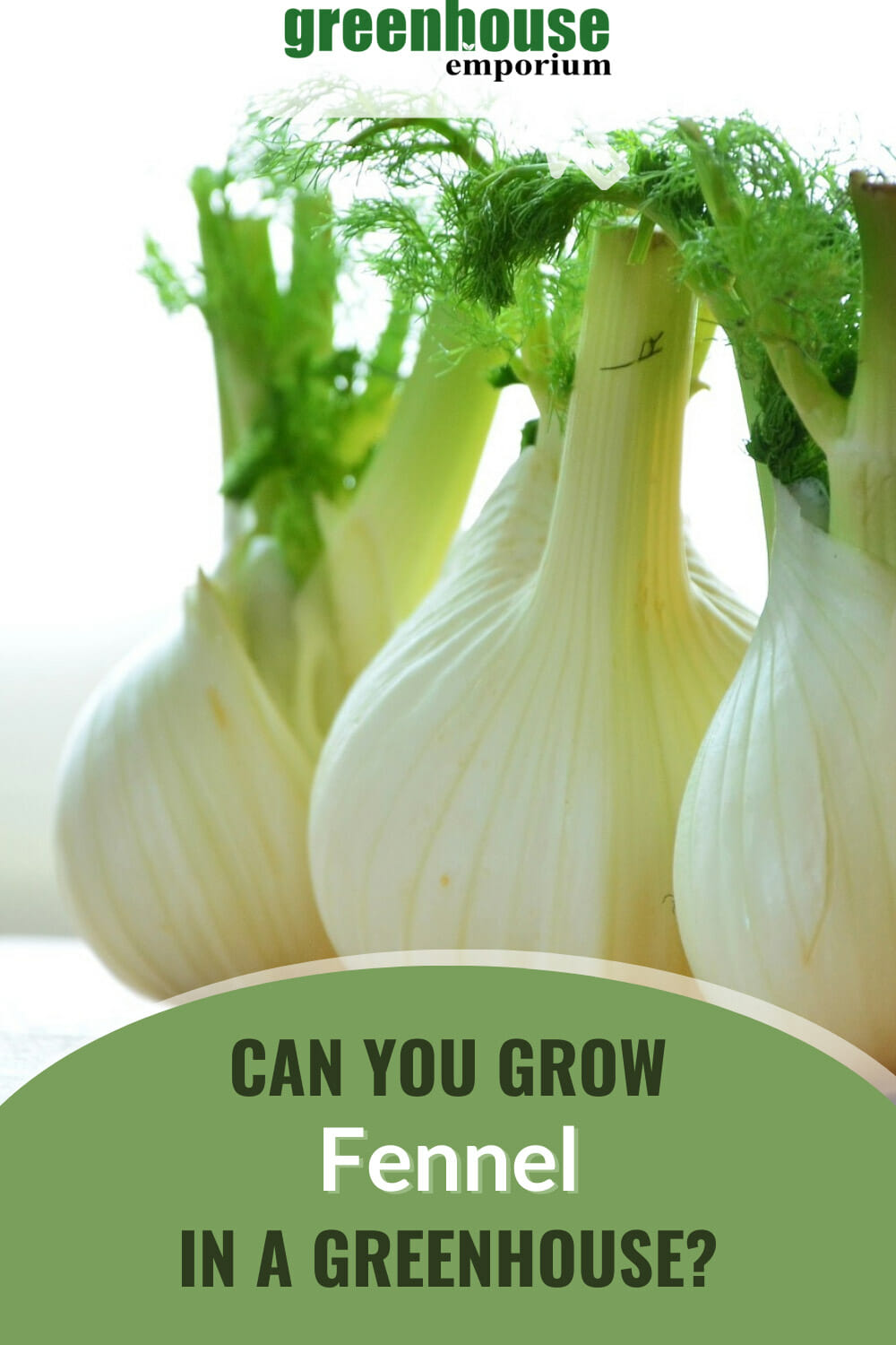 How to Grow Fennel in a Greenhouse Greenhouse Emporium
