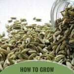 Fennel seeds spilling out of jar with text: How to Grow Fennel in a Greenhouse