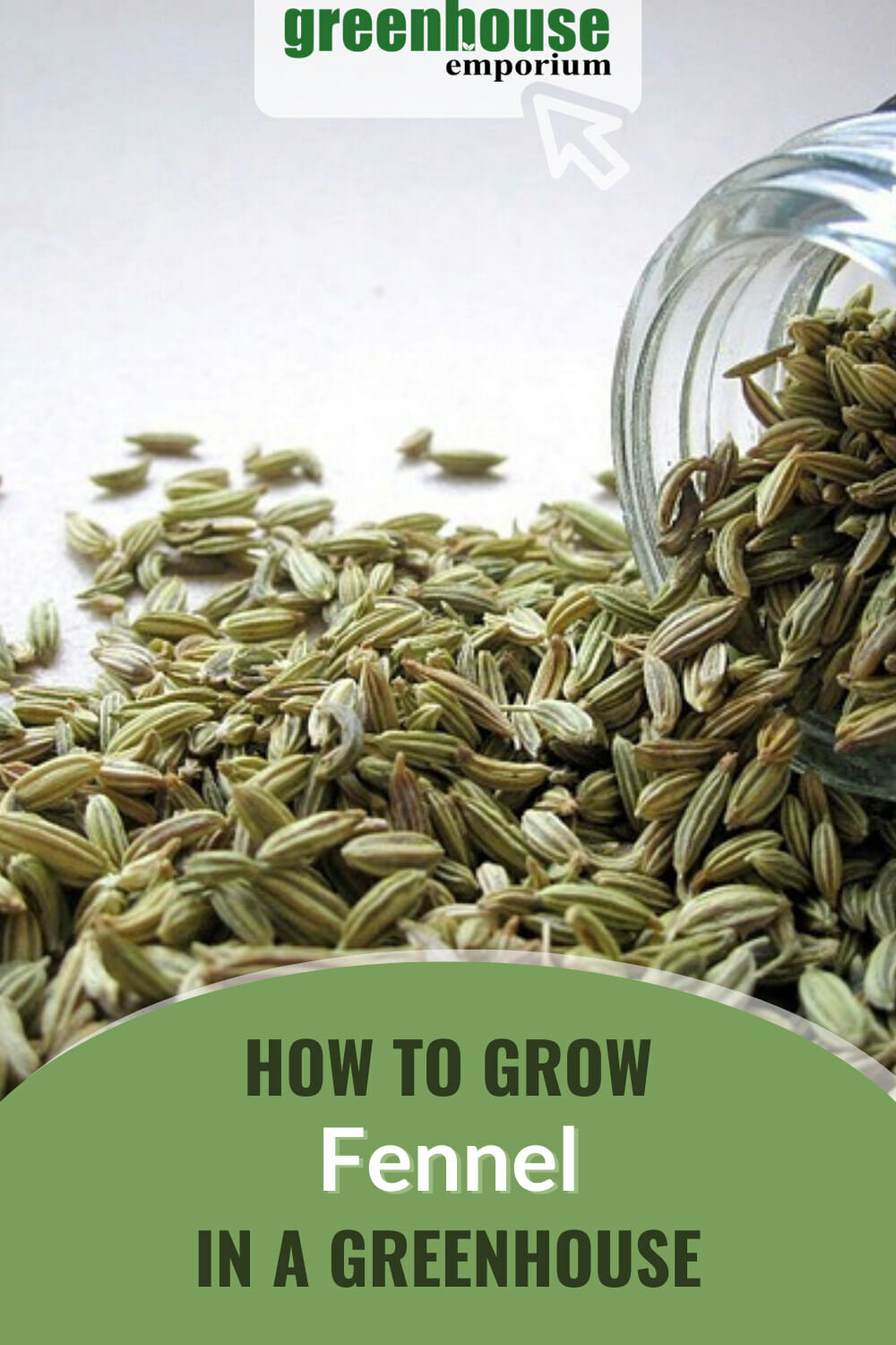How to Grow Fennel in a Greenhouse Greenhouse Emporium