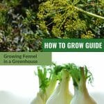 Top image fennel flower in seed, lower image three fennel bulbs with text: How to Grow Guide - Growing Fennel in a Greenhouse