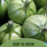 Collection of round zucchini with text: How to Grow Zucchini in a Greenhouse