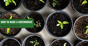 Plants in containers with text: How to Make a Greenhouse Planting Schedule