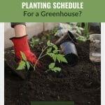 Image of gardener planting in a greenhouse bed with text: How Do You Make a Planting Schedule for a Greenhouse?