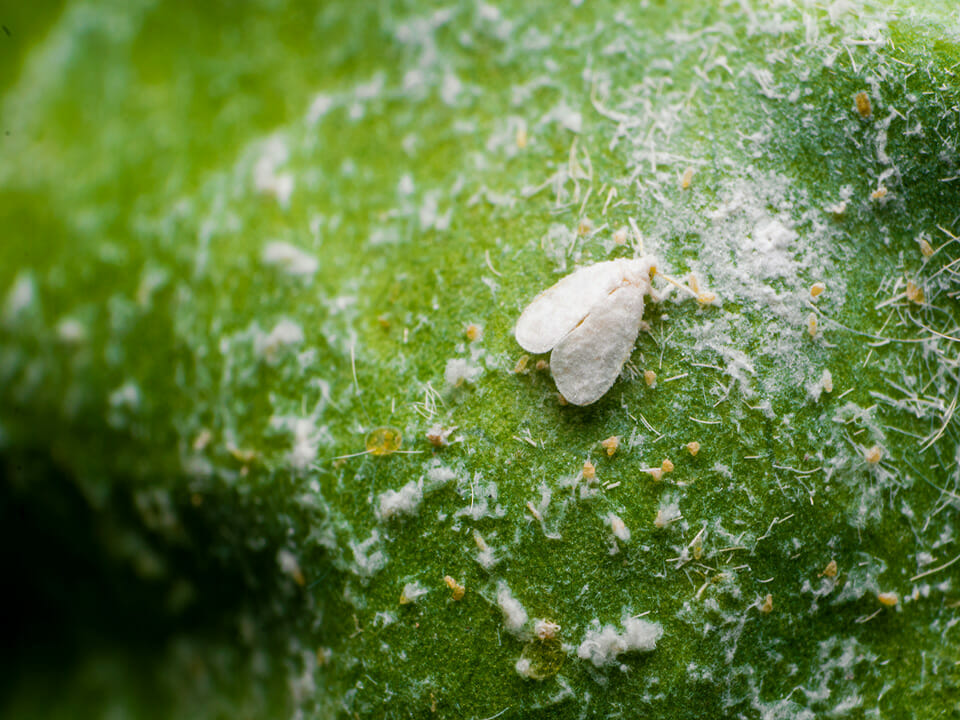 Large whitefly on leaf, closeup view