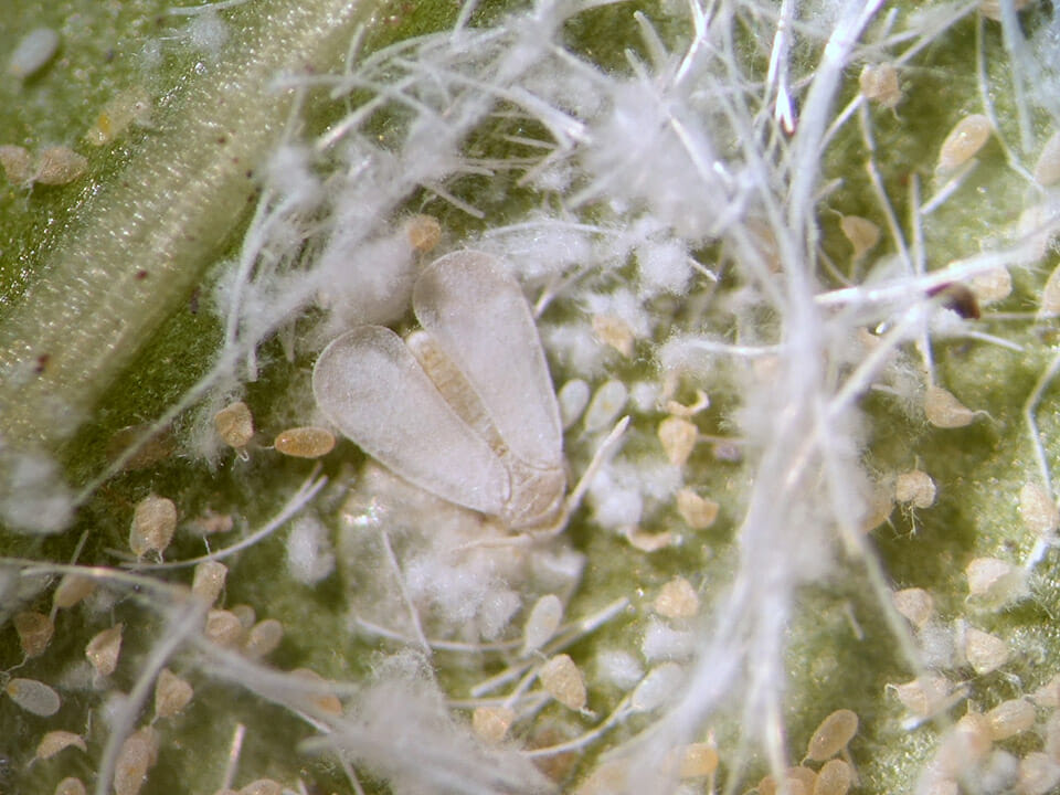 Whitefly closeup with eggs on leaf