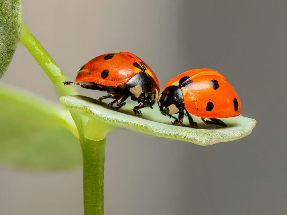 Two ladybugs on a leaf