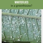 Whiteflies and eggs on leaf with text: How do you get rid of Whiteflies in a greenhouse?