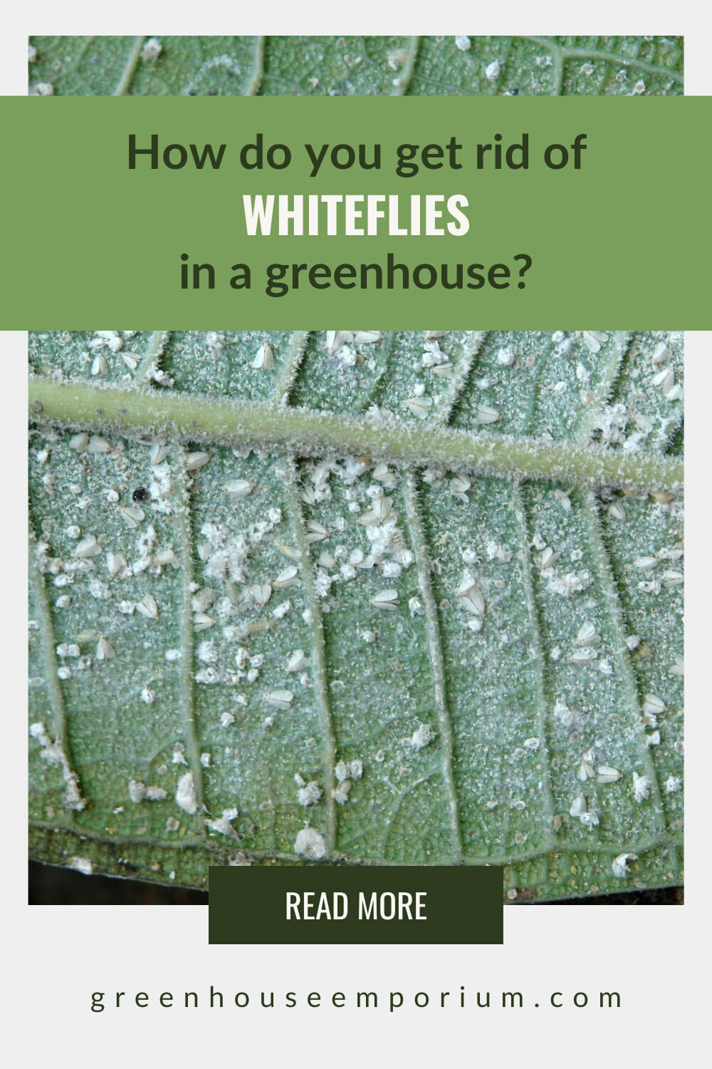 Whiteflies and eggs on leaf with text: How do you get rid of whiteflies in a greenhouse?