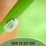 Mealybug scale in a plant with the text: How To Get Rid of Scale in a Greenhouse