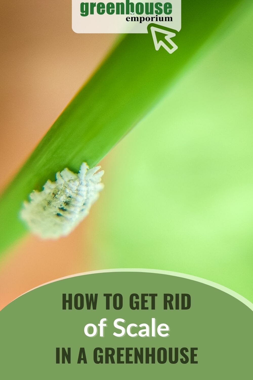 Mealybug scale in a plant with the text: How To Get Rid of Scale in a Greenhouse
