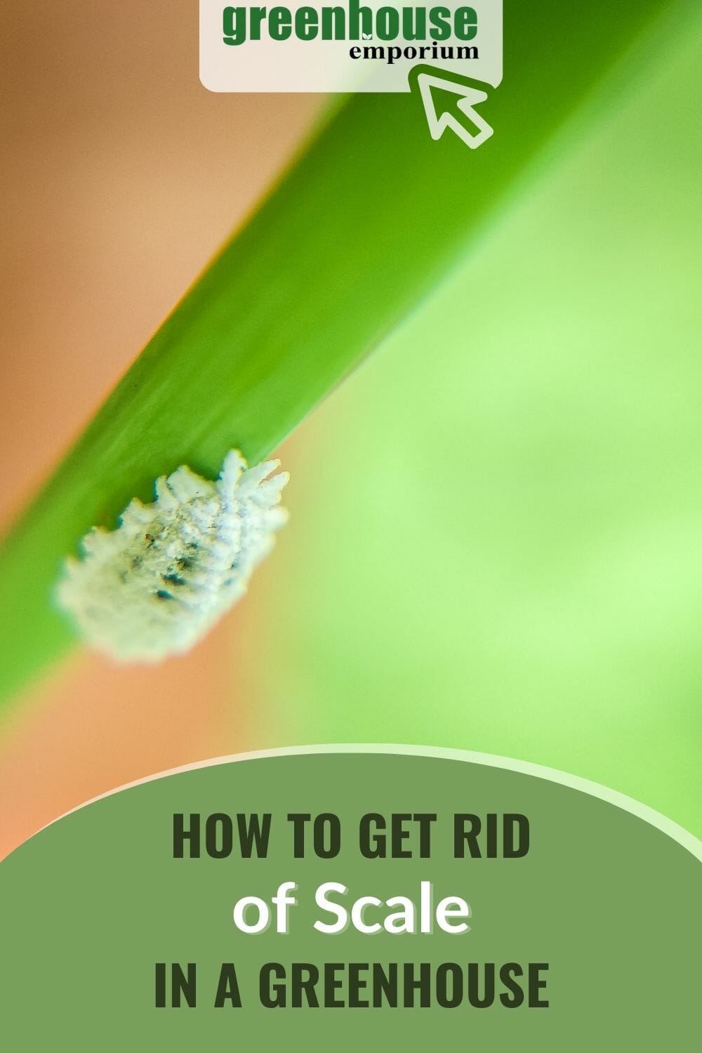 Scale Insects: How to Get Rid of Scale and Mealybugs