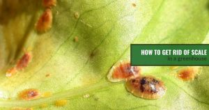 Scale insects on a leaf with the text: How To Get Rid of Scale In a Greenhouse
