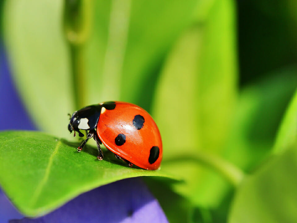 Ladybug on a leaf