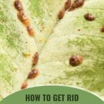 Scales in a leaf with the text: How To Get Rid Of Scale in a Greenhouse
