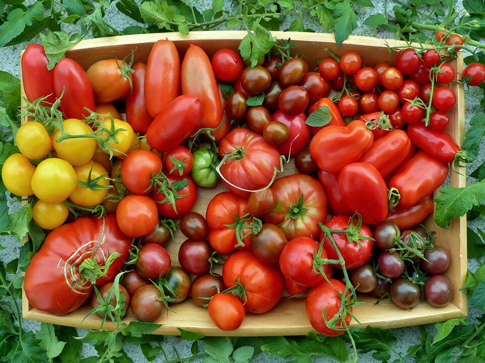 Different varieties of tomatoes in a wooden box