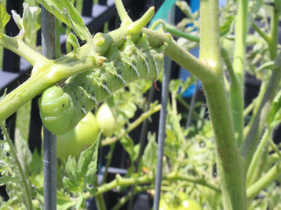 A light-green tomato hornworm on a tomato plant