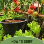 Tomato plants in a vase with the text: How to Grow Tomatoes in a Greenhouse