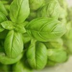 Close view of basil plant with text: How to Grow Basil in a Greenhouse