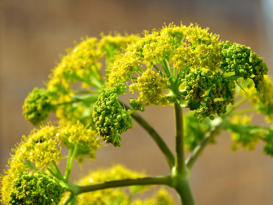 Close view of wild fennel flower