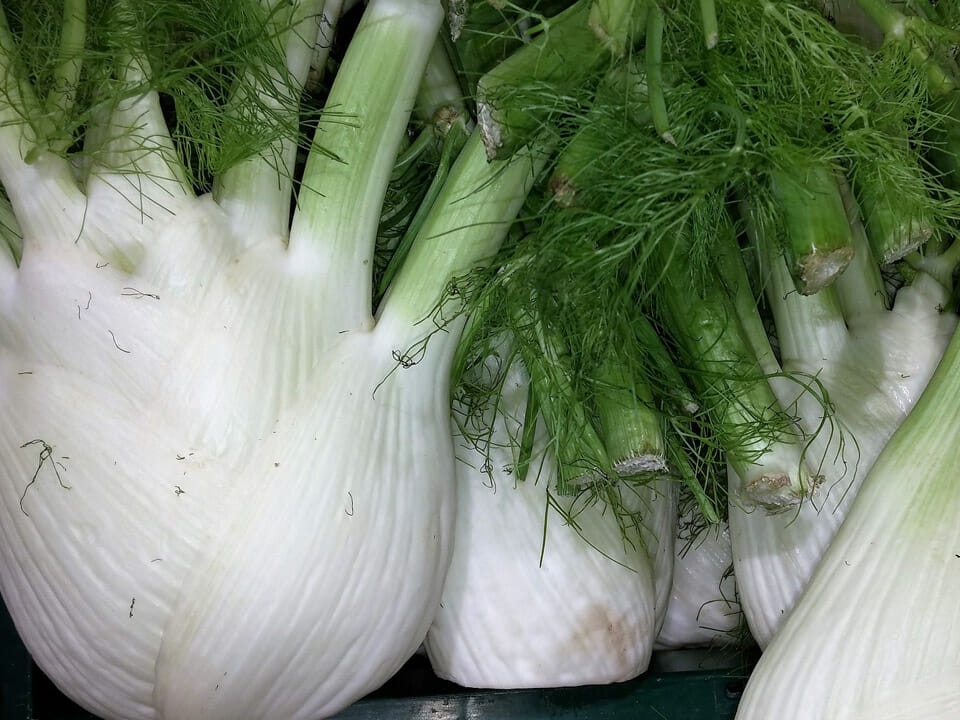 Close view of fennel bulb with fernlike leaves attached