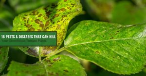 Septoria leaf spots on a leaf with the text: 16 Pests & Diseases That Can Kill Your Greenhouse Tomato Plants