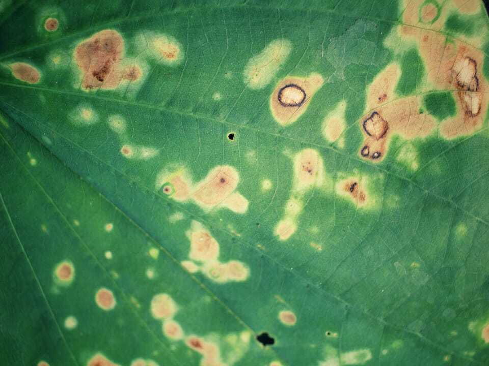 Septoria leaf spots in a tomato plant