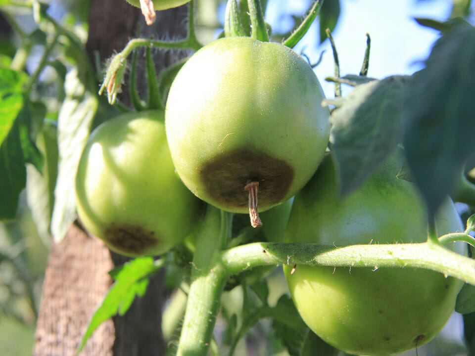 Green tomato with rotten blossom end (dark spot at the bottom)