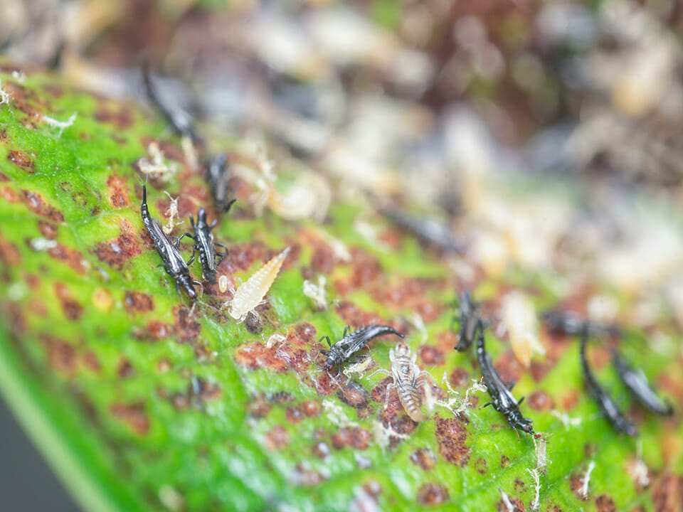 Thrips in a tomato leaf