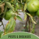 Tomato plant affected by disease with the text: Pets & Diseases That Can Kill Your Greenhouse Tomato Plants