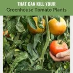 Tomatoes with the text: 16 Pests & Diseases That Can Kill Your Greenhouse Tomato Plants
