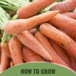 Carrot bunch with text: How to Grow Carrots in a Greenhouse