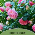 Pink bush roses with text: How to Grow Roses in a Greenhouse