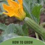 Zucchini with bloom on plant with text: How to Grow Zucchini in a Greenhouse
