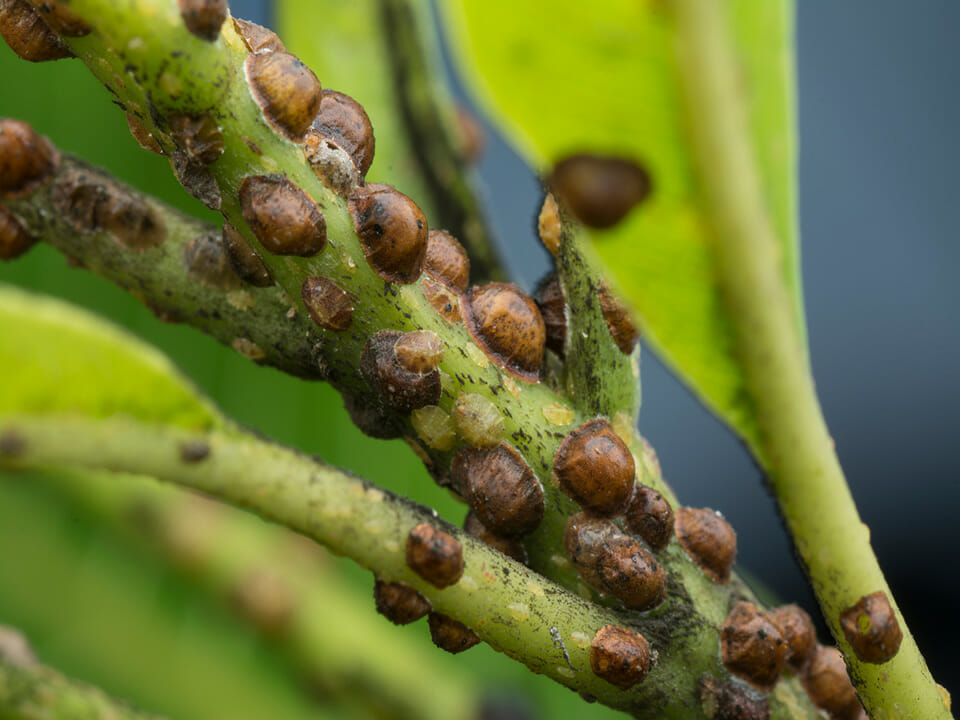 Plant with clumps of scale insects.