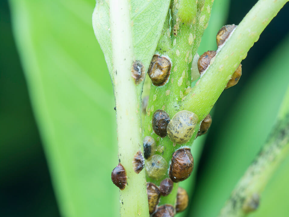 Plant affected by soft scale.