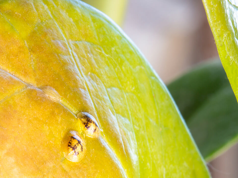 Yellowing leaf caused by a scale infestation.