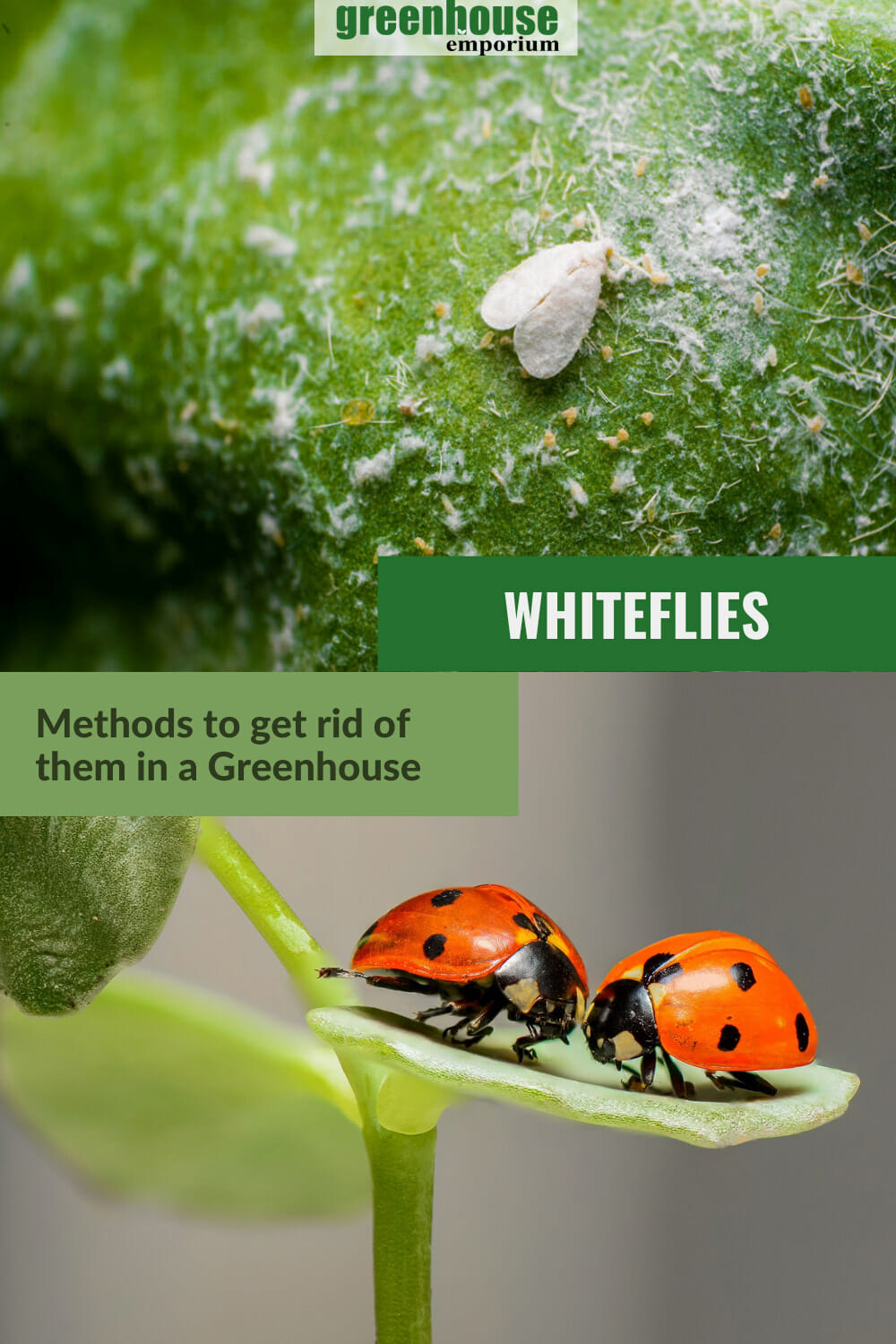 How To Get Rid Of Whiteflies In A Greenhouse