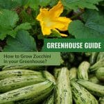 Upper image zucchini blossom on vine, lower imge zucchini fruits with text: Greenhouse Guide How to Grow Zucchini in Your Greenhouse?