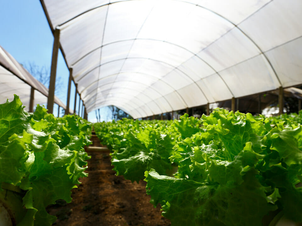 Lettuce growing in a hydroponic greenhouse system