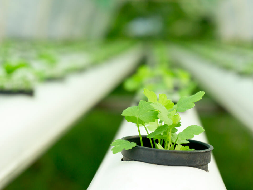 Herb growing in hydroponic greenhouse setup