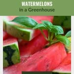 Sliced watermelon with basil sprig and text: How to Grow Watermelons in a Greenhouse