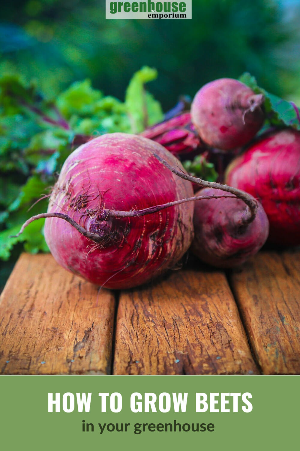 How To Grow Beets In A Greenhouse | Greenhouse Emporium