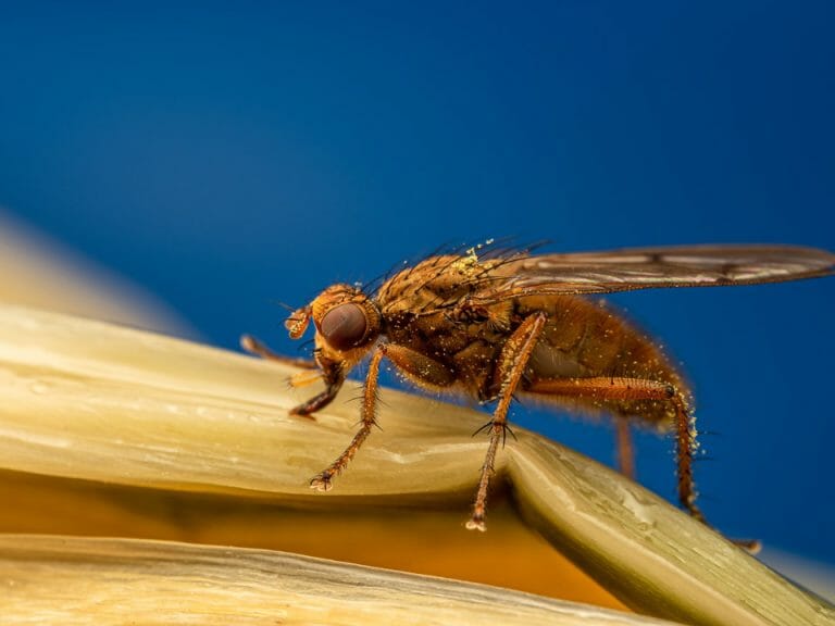 Organic Pest Control Of Shore Flies In A Greenhouse