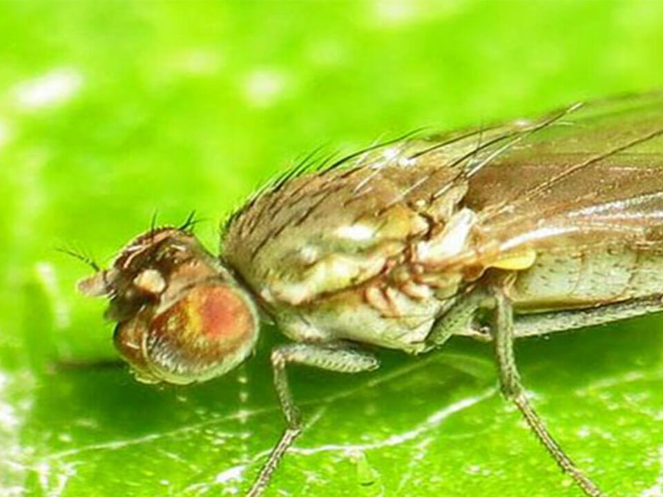 Close up of shore fly on a leaf