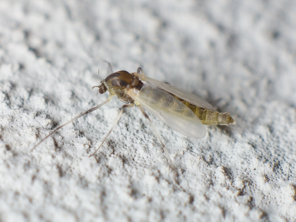 Close view of fungus gnat on white background