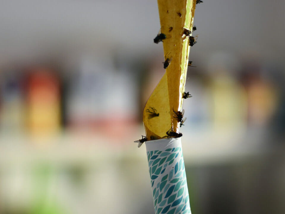 Sticky paper fly catcher with flies covering the tape