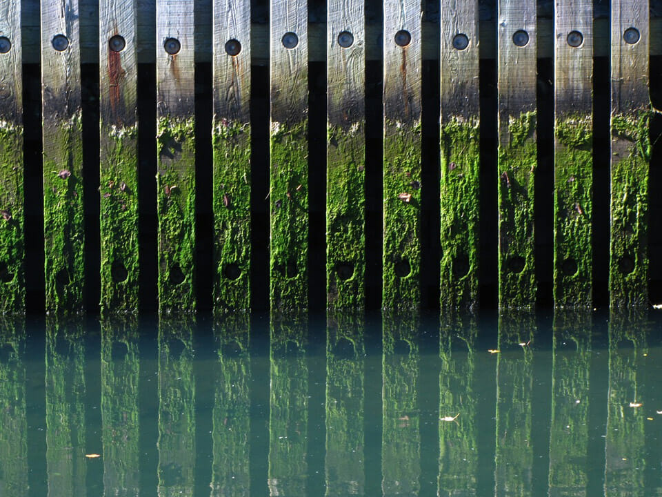 Algae on wood fencing