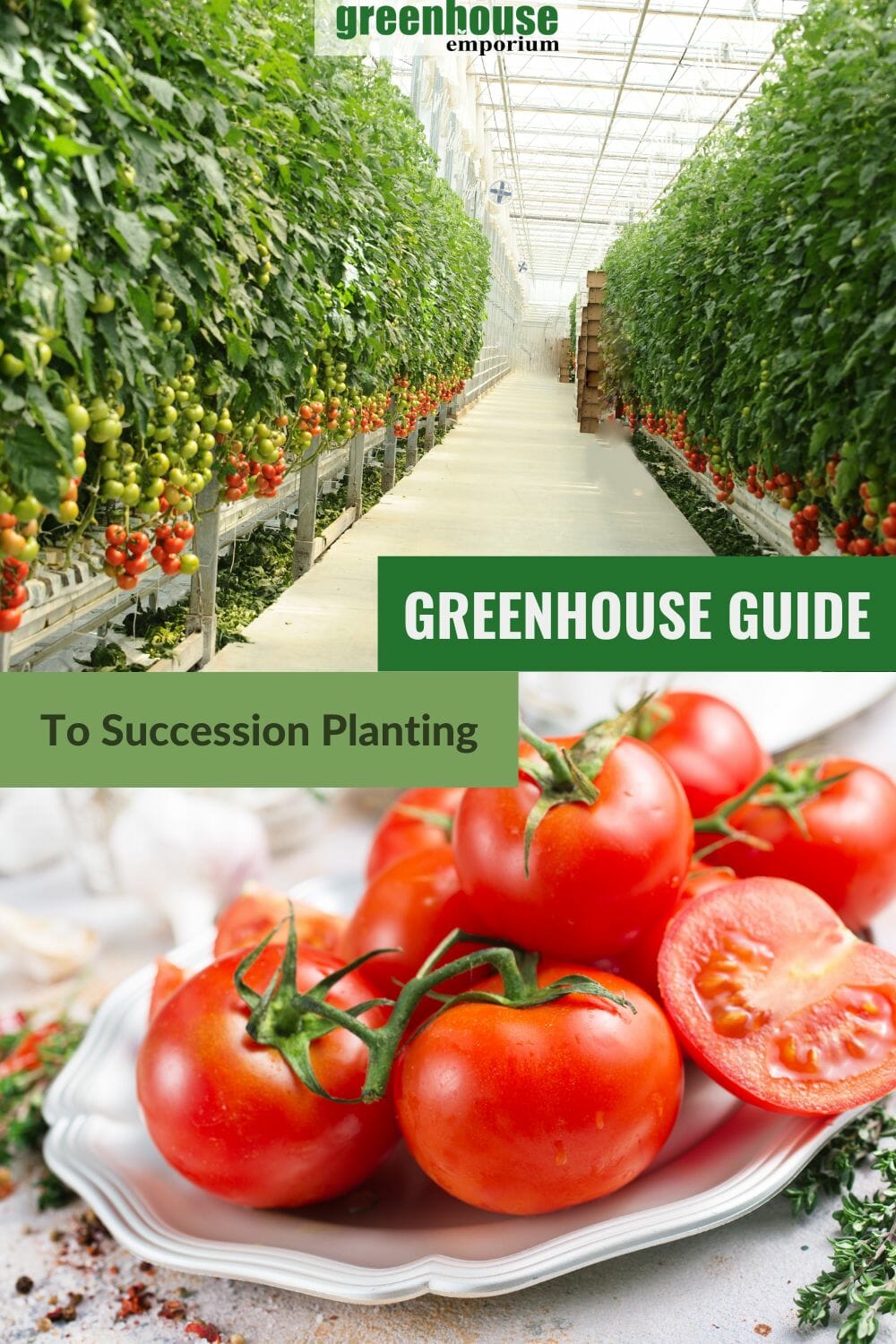 Tomatoes on a plate inside a greenhouse for tomato farming with the text: Greenhouse Guide to Succession Planting