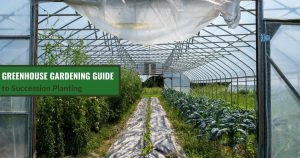 Greenhouse plantation with the text: Greenhouse Gardening Guide to Succession Planting